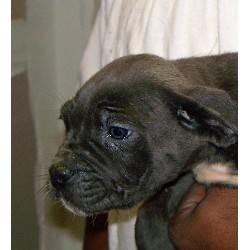 Cane Corso in Indiana