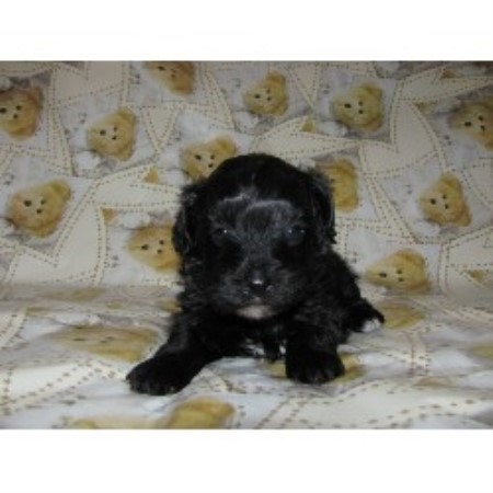 yorkie poo rescue va amanda cockapoo breeder in fitzgerald listing id 12258 yorkie poo rescue va amanda cockapoo breeder in fitzgerald listing id 12258