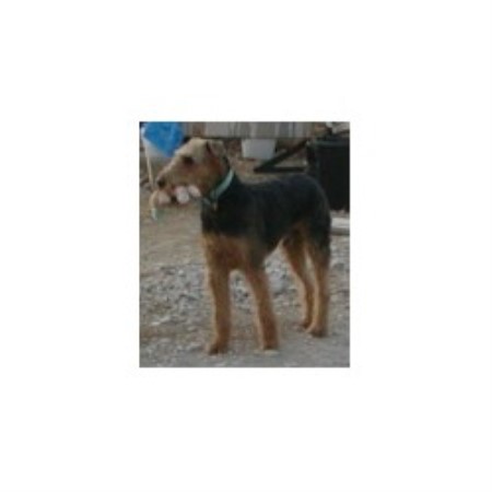 Adopted Airedale