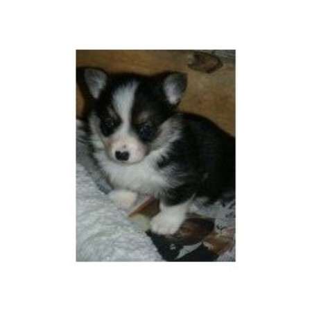 Pembroke Welsh Corgi breeder in Virginia picture 2