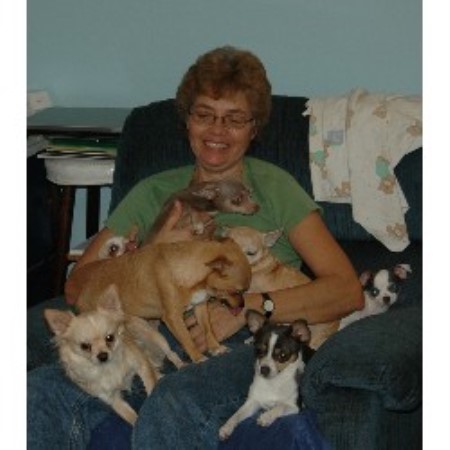 Chihuahua Breeder in Sidney, Maine