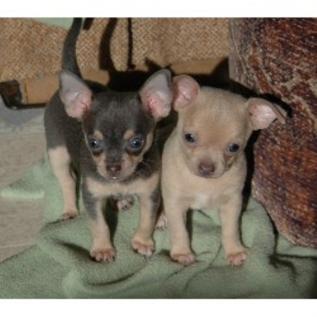 Chihuahua breeder in Sidney Maine