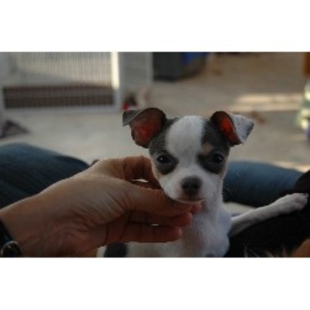 Chihuahua breeder in Maine picture 2