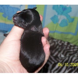 Chihuahua Breeder in Vassalboro, Maine