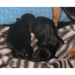 Chihuahua breeder in Vassalboro Maine