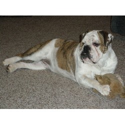 English Bulldog Stud in Lancaster, Ohio