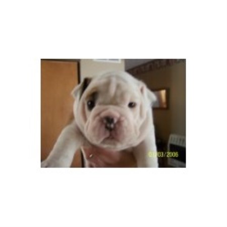 English Bulldog breeder in Bremen Indiana