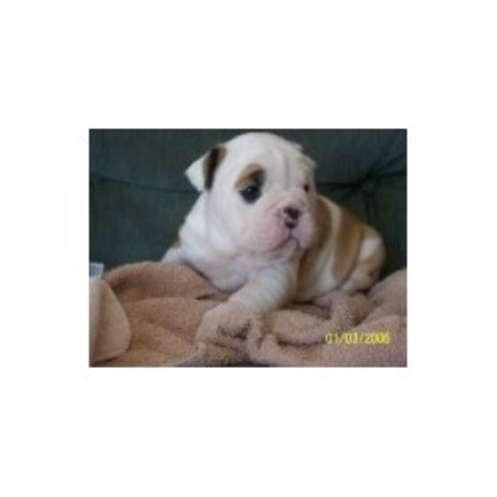 British Bulldog, Bulldog in Indiana