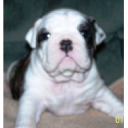 English Bulldog Breeder in Bremen, Indiana