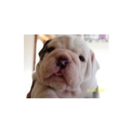 British Bulldog, Bulldog breeder in Indiana picture 2