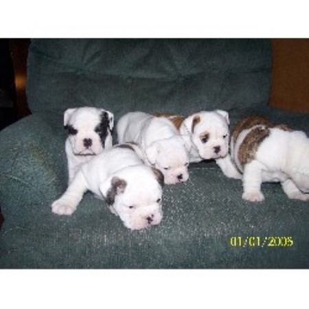 British Bulldog, Bulldog in Indiana picture 2