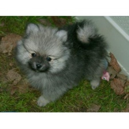 pomeranian breeders wisconsin shadow fig pomeranians pomeranian breeder in tigerton wisconsin listing id 12339 pomeranian breeders wisconsin shadow fig pomeranians pomeranian breeder in tigerton wisconsin listing id 12339
