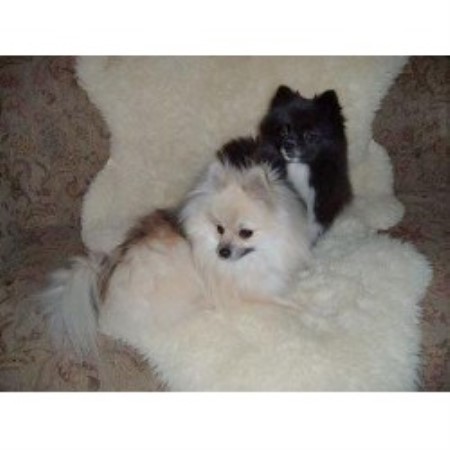 Pomeranian breeder in Tigerton Wisconsin