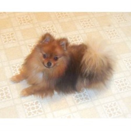Pomeranian Breeder in Tigerton, Wisconsin