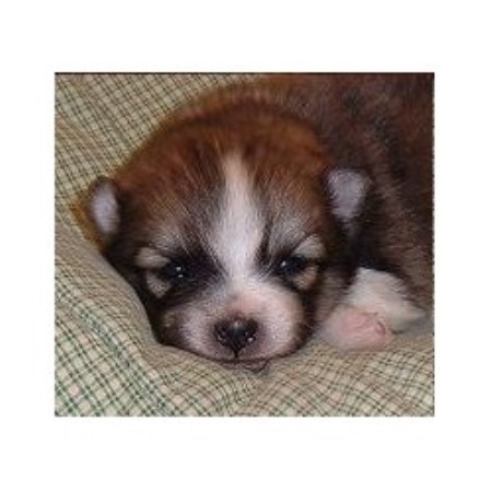 Pomeranian in Wisconsin picture 2