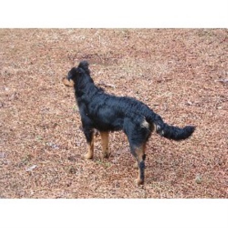 English Shepherd in Mississippi