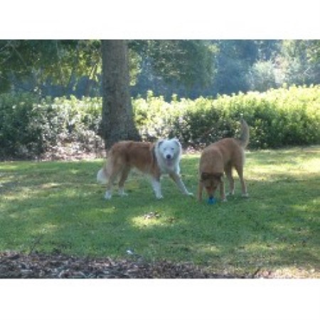 English Shepherd breeder in Mississippi picture 2