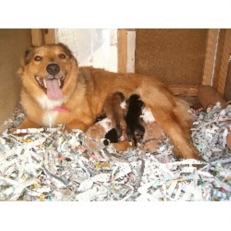 English Shepherd in Mississippi picture 2