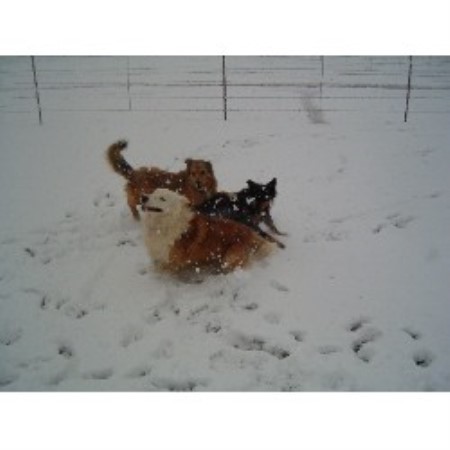 English Shepherd breeder in Tylertown Mississippi