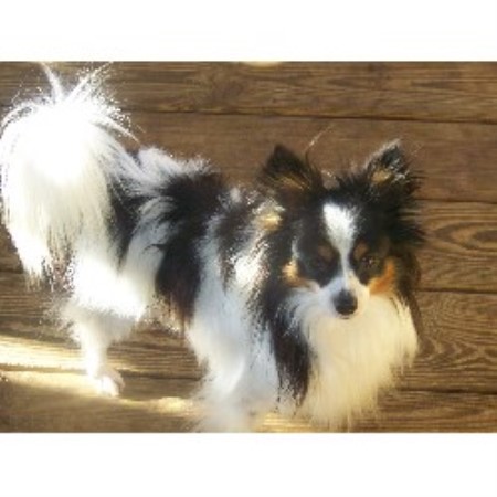 Papillon Breeder in Sylvester, Georgia