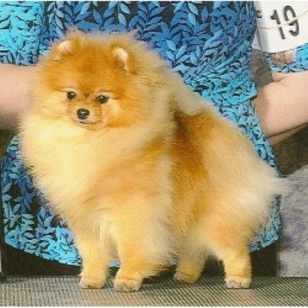 pennsylvania pomeranian breeders carleez pomeranians pomeranian breeder in pittsburgh pennsylvania listing id 12347 pennsylvania pomeranian breeders carleez pomeranians pomeranian breeder in pittsburgh pennsylvania listing id 12347
