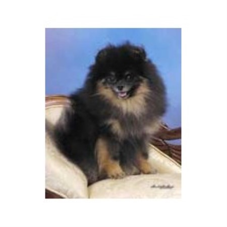 pomeranian puppies pittsburgh carleez pomeranians pomeranian breeder in pittsburgh pennsylvania listing id 12347 pomeranian puppies pittsburgh carleez pomeranians pomeranian breeder in pittsburgh pennsylvania listing id 12347