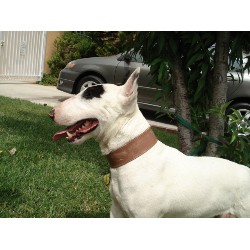 Miniature Bull Terrier Breeder in Van Nuys, California
