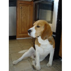 Beagle Stud in North Carolina