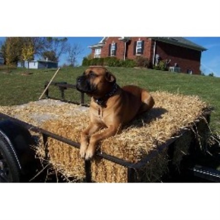 Bullmastiff Breeder in Taylorsville, Kentucky