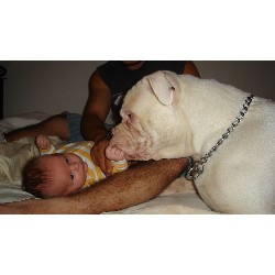 American Bulldog Stud in Michigan
