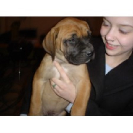 Mastiff Breeder in Douglas, Michigan