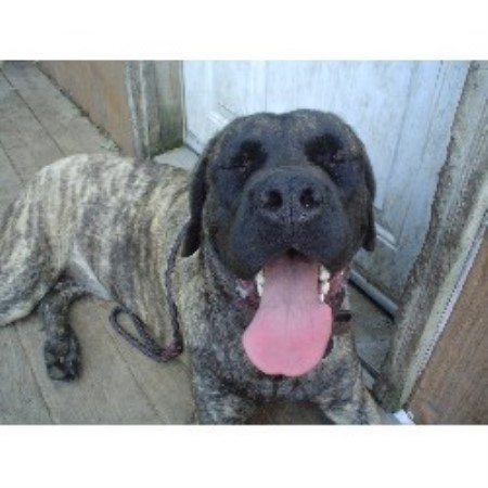 Mastiff breeder in Douglas Michigan