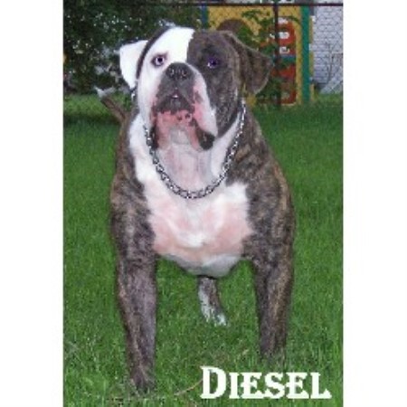American Bulldog breeder in Michigan picture 2