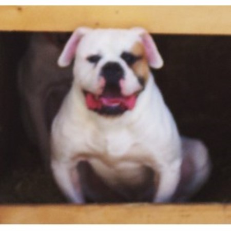 American Bulldog Breeder in Detroit, Michigan