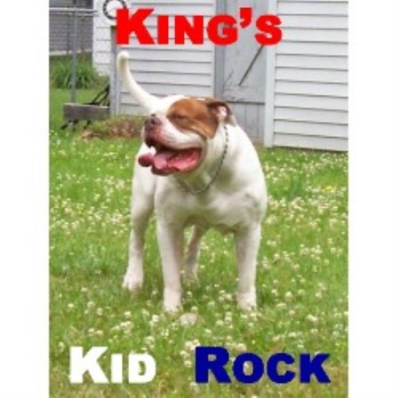 American Bulldog breeder in Detroit Michigan