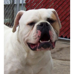 American Bulldog Stud in Michigan