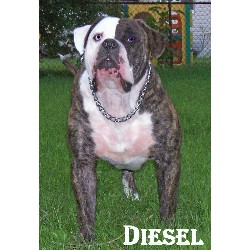 American Bulldog Stud in Michigan