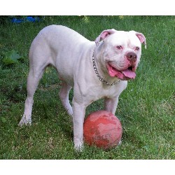 American Bulldog Stud in Detroit, Michigan