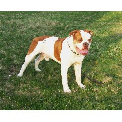American Bulldog Stud in Detroit, Michigan
