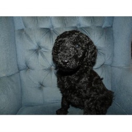 Poodle Standard breeder in Thompson Ohio