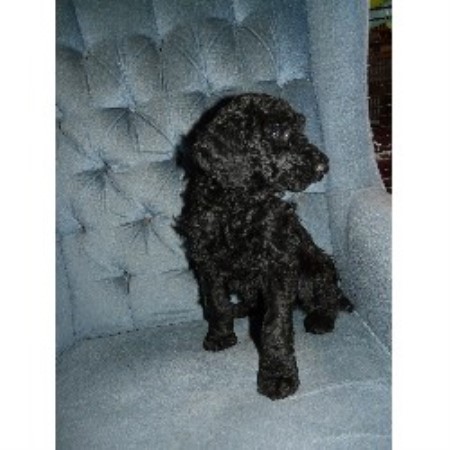 Poodle Standard breeder in Ohio picture 2
