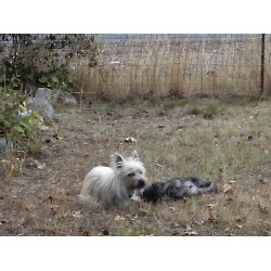 Cairn Terrier Stud in Spanaway, Washington