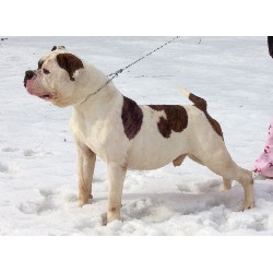 American Bulldog Stud in Detroit, Michigan