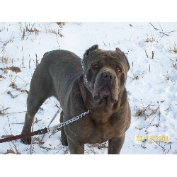 Cane Corso Stud in Hilliard, Ohio