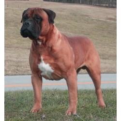 Bullmastiff Stud in Hartford, Kentucky