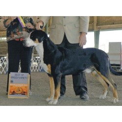 Greater Swiss Mountain Dog Stud in Hartford, Kentucky