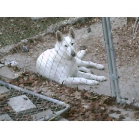 GSD,Alsatian in North Carolina