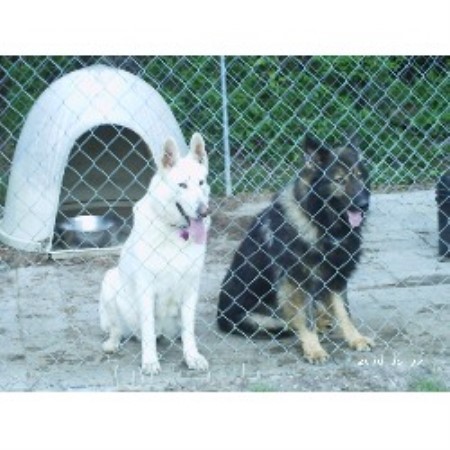 German Shepherd Dog Breeder in Kinston, North Carolina
