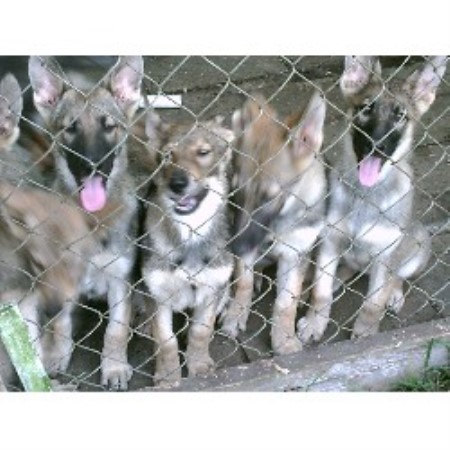 GSD,Alsatian in North Carolina picture 2