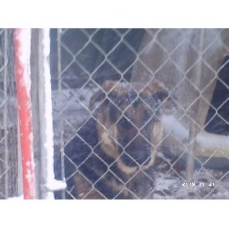 German Shepherd Dog breeder in Kinston North Carolina